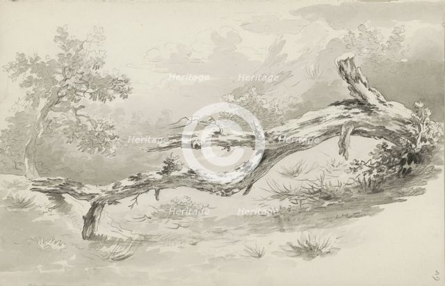 Treetrunk, c.1780-c.1800.  Creator: Bernhard Heinrich Thier.