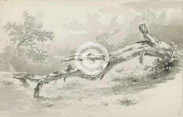 Treetrunk, c.1780-c.1800.  Creator: Bernhard Heinrich Thier.