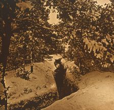 Trenches under fir trees, c1914-c1918