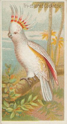 Tri-colored Cockatoo, from the Birds of the Tropics series (N5) for Allen & Ginter Cigaret..., 1889. Creator: Allen & Ginter