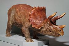 Triceratops model