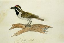 Tricholaema leucelas (Acacia Pied Barbet), 1777-1786. Creator: Robert Jacob Gordon