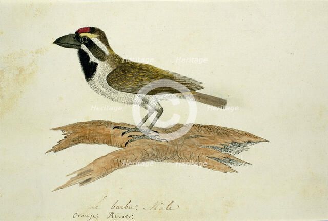 Tricholaema leucelas (Acacia Pied Barbet), 1777-1786. Creator: Robert Jacob Gordon.
