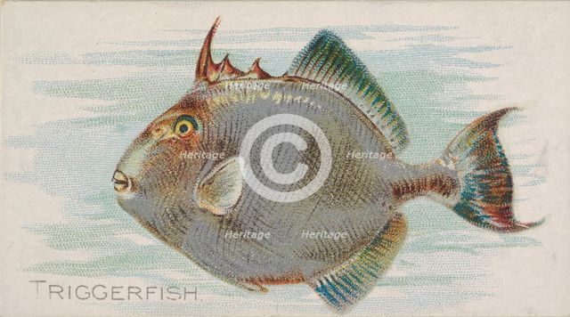 Triggerfish, from the Fish from American Waters series (N8) for Allen & Ginter Cigarettes ..., 1889. Creator: Allen & Ginter.