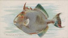 Triggerfish, from the Fish from American Waters series (N8) for Allen & Ginter Cigarettes ..., 1889. Creator: Allen & Ginter
