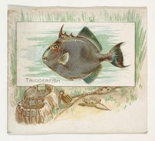 Triggerfish, from Fish from American Waters series (N39) for Allen & Ginter Cigarettes, 1889. Creator: Allen & Ginter