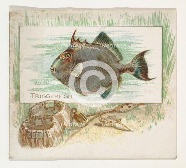 Triggerfish, from Fish from American Waters series (N39) for Allen & Ginter Cigarettes, 1889. Creator: Allen & Ginter.