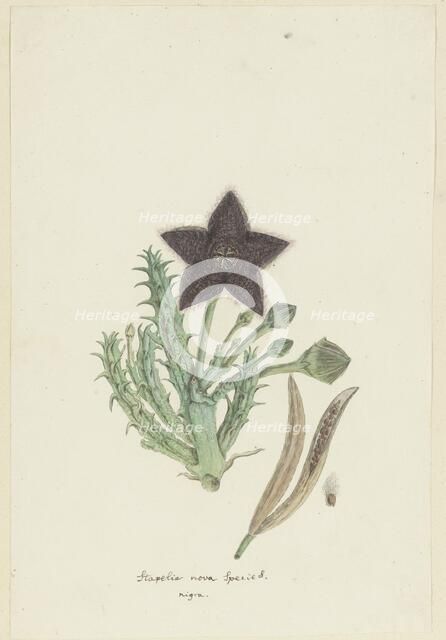 Tridentea gemmiflora (Masson) Haw. (Stapelia gemmiflora), 1777-1786. Creator: Robert Jacob Gordon.