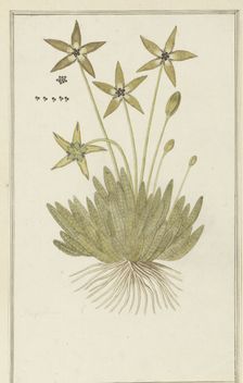 Tridentea pedunculata (Masson) L.C. Leach (Stapelia), 1777-1786. Creator: Robert Jacob Gordon