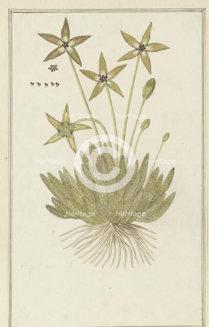 Tridentea pedunculata (Masson) L.C. Leach (Stapelia), 1777-1786. Creator: Robert Jacob Gordon.