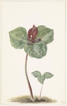 Trillium, 1817. Creator: Anon
