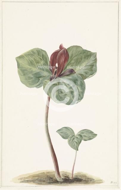 Trillium, 1817. Creator: Anon.