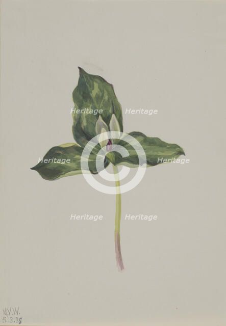Trillium discolor, 1938. Creator: Mary Vaux Walcott.