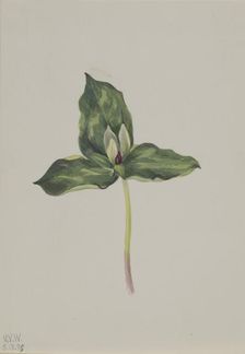 Trillium discolor, 1938. Creator: Mary Vaux Walcott