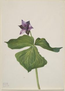 Trillium erectum, 1938. Creator: Mary Vaux Walcott