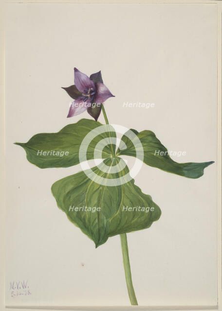 Trillium erectum, 1938. Creator: Mary Vaux Walcott.