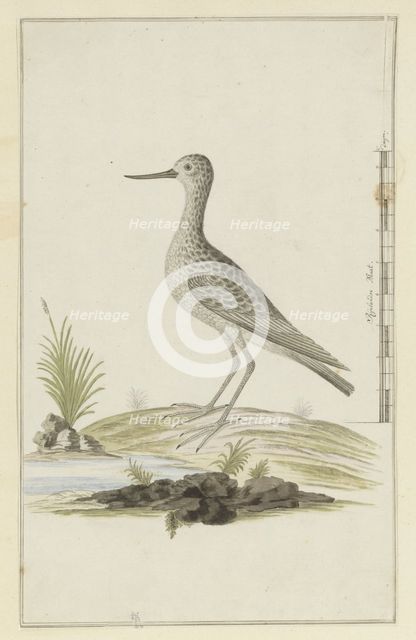 Tringa nebularia (Common greenshank), 1777-1786. Creator: Robert Jacob Gordon.