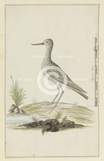 Tringa nebularia (Common greenshank), 1777-1786. Creator: Robert Jacob Gordon.