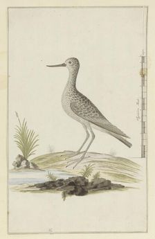 Tringa nebularia (Common greenshank), 1777-1786. Creator: Robert Jacob Gordon