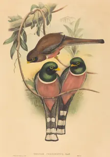 Trogan personatus, probably 1836/1838. Creators: John Gould, Henry Constantine Richter