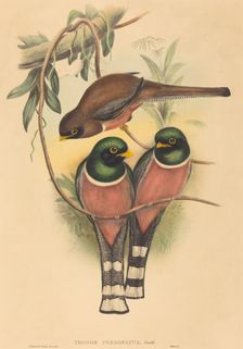 Trogan personatus, probably 1836/1838. Creators: John Gould, Henry Constantine Richter