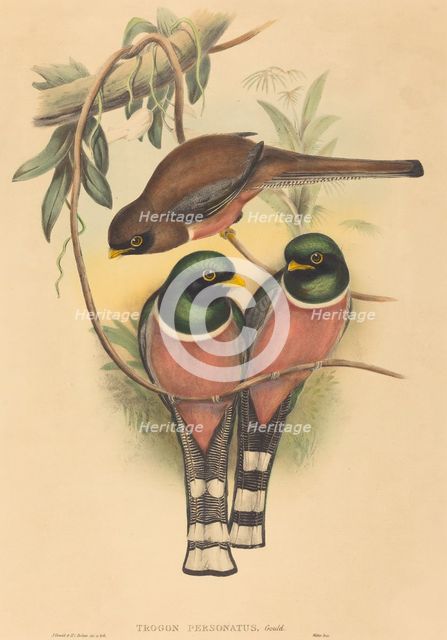 Trogan personatus, probably 1836/1838. Creators: John Gould, Henry Constantine Richter.
