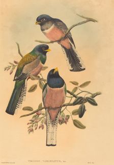 Trogan variegatus, probably 1836/1838. Creators: John Gould, William Matthew Hart