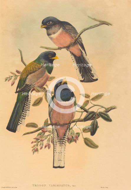 Trogan variegatus, probably 1836/1838. Creators: John Gould, William Matthew Hart.