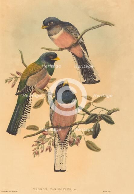 Trogan variegatus, probably 1836/1838. Creators: John Gould, William Matthew Hart.