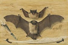 Trompe l'oeil: Two bats nailed to a timber wall, knife and quill pen ("The Bat Painting"), 1738. Creator: Gabriel Orm