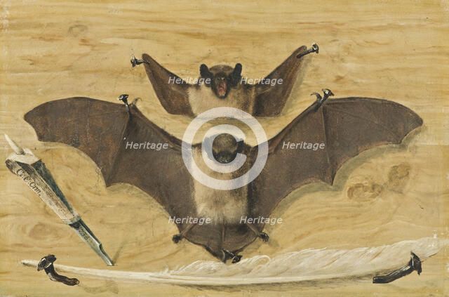 Trompe l'oeil: Two bats nailed to a timber wall, knife and quill pen ("The Bat Painting"), 1738. Creator: Gabriel Orm.