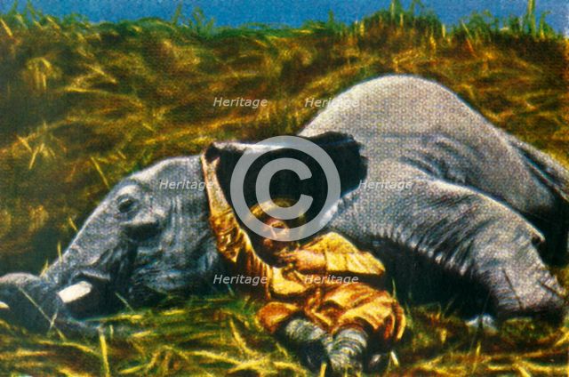 Trophy-hunter with dead elephant, c1928. Creator: Unknown.