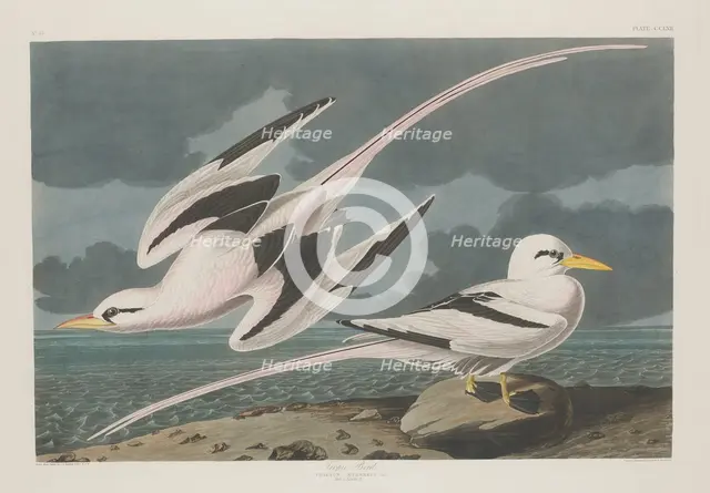 Tropic Bird, 1835. Creator: Robert Havell.