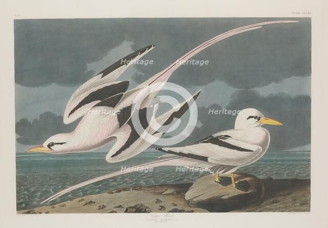 Tropic Bird, 1835. Creator: Robert Havell.