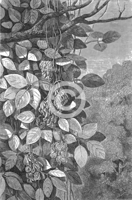 'Tropical Creepers; A zigzag journey through Mexico', 1875. Creator: Thomas Mayne Reid.