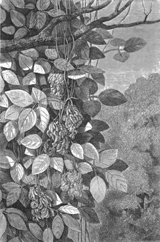 Tropical Creepers; A zigzag journey through Mexico 1875. Creator: Thomas Mayne Reid