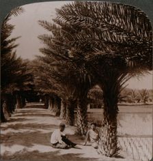 Tropical beauty of an avenue of date palms, Moanalua near Honolulu, H. Is. c1900