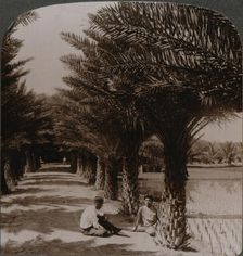 Tropical beauty of an avenue of date palms, Moanalua near Honolulu, H. Is. c1900