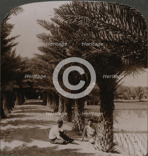 'Tropical beauty of an avenue of date palms, Moanalua near Honolulu, H. Is.' c1900. Artist: Unknown.