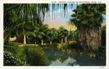 Tropical foliage on Arch Creek, Miami, Florida, USA, 1931