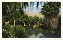 Tropical foliage on Arch Creek, Miami, Florida, USA, 1931