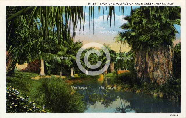 Tropical foliage on Arch Creek, Miami, Florida, USA, 1931. Artist: Unknown
