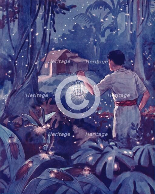 'Tropical Fireflies as Dancing Points of Light', 1935. Artist: Unknown.