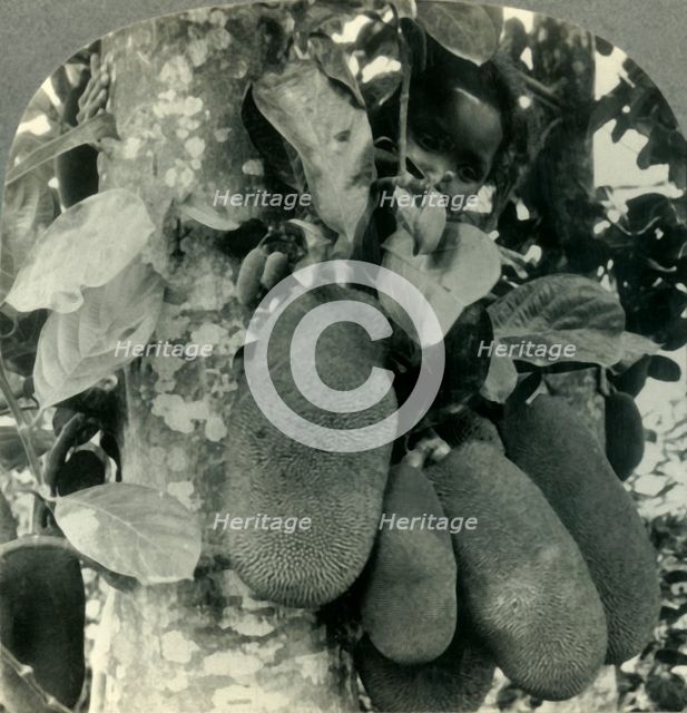 'Tropical Fruit as it Grows on the Island of Java', c1930s. Creator: Unknown.