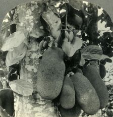 Tropical Fruit as it Grows on the Island of Java c1930s. Creator: Unknown