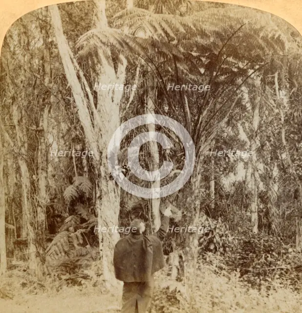 'Tropical scene in the Heart of the Hawaiian Island', 1896. Creator: Strohmeyer & Wyman.
