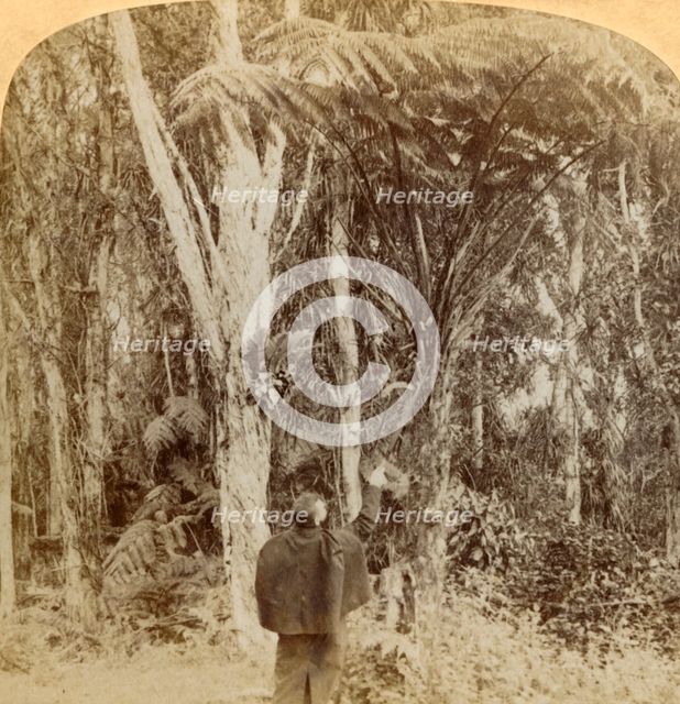 'Tropical scene in the Heart of the Hawaiian Island', 1896. Creator: Strohmeyer & Wyman.