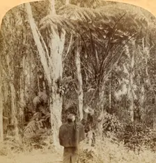 Tropical scene in the Heart of the Hawaiian Island 1896. Creator: Strohmeyer & Wyman