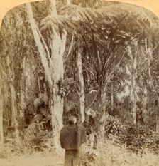 Tropical scene in the Heart of the Hawaiian Island 1896. Creator: Strohmeyer & Wyman