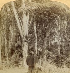 Tropical scene in the Heart of the Hawaiian Island 1896. Creator: Strohmeyer & Wyman